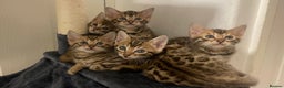 Bengal cats for sale: Bengal kittens - Advert 1