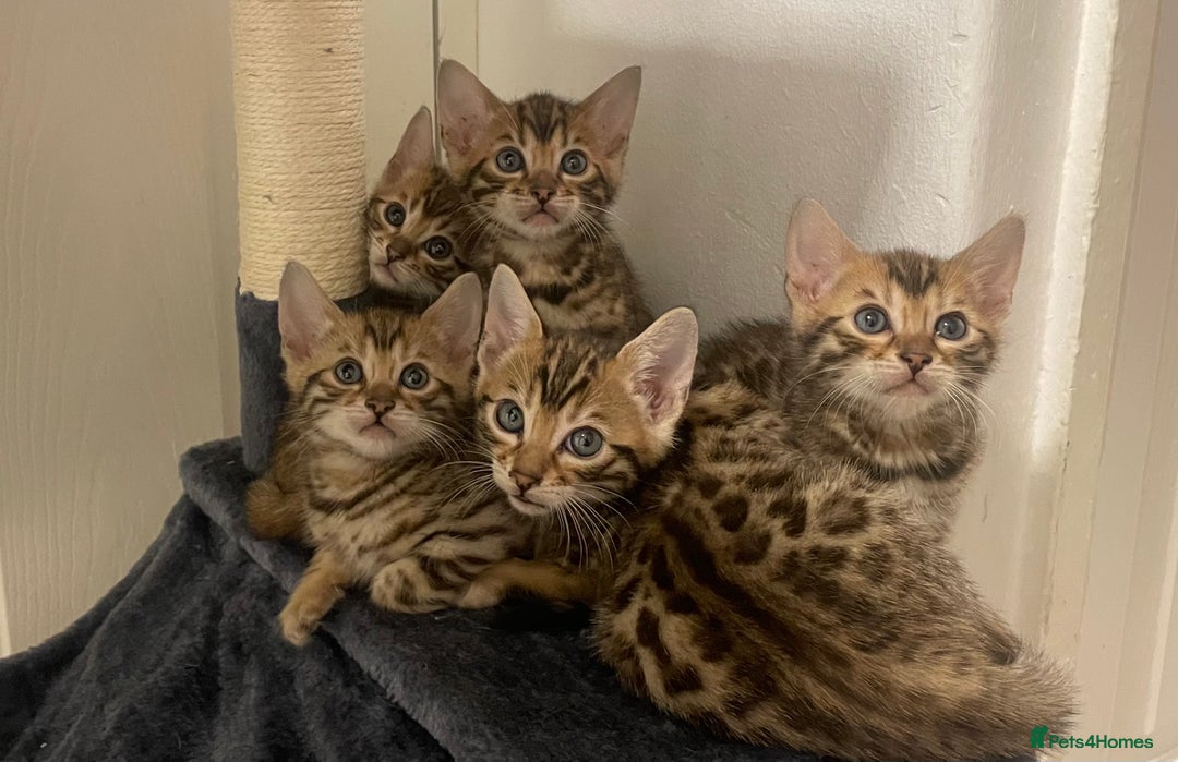 Bengal cats for sale: Bengal kittens - Advert 1