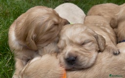 Golden Retriever dogs for sale: OUTSTANDING PEDIGREE GOLDEN RETRIVER PUPPIES KC - Image 8