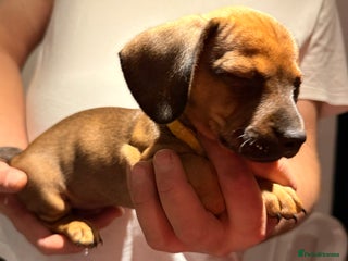 Miniature Dachshund dogs Miniature Smooth-Haired Dachshund - Advert 17