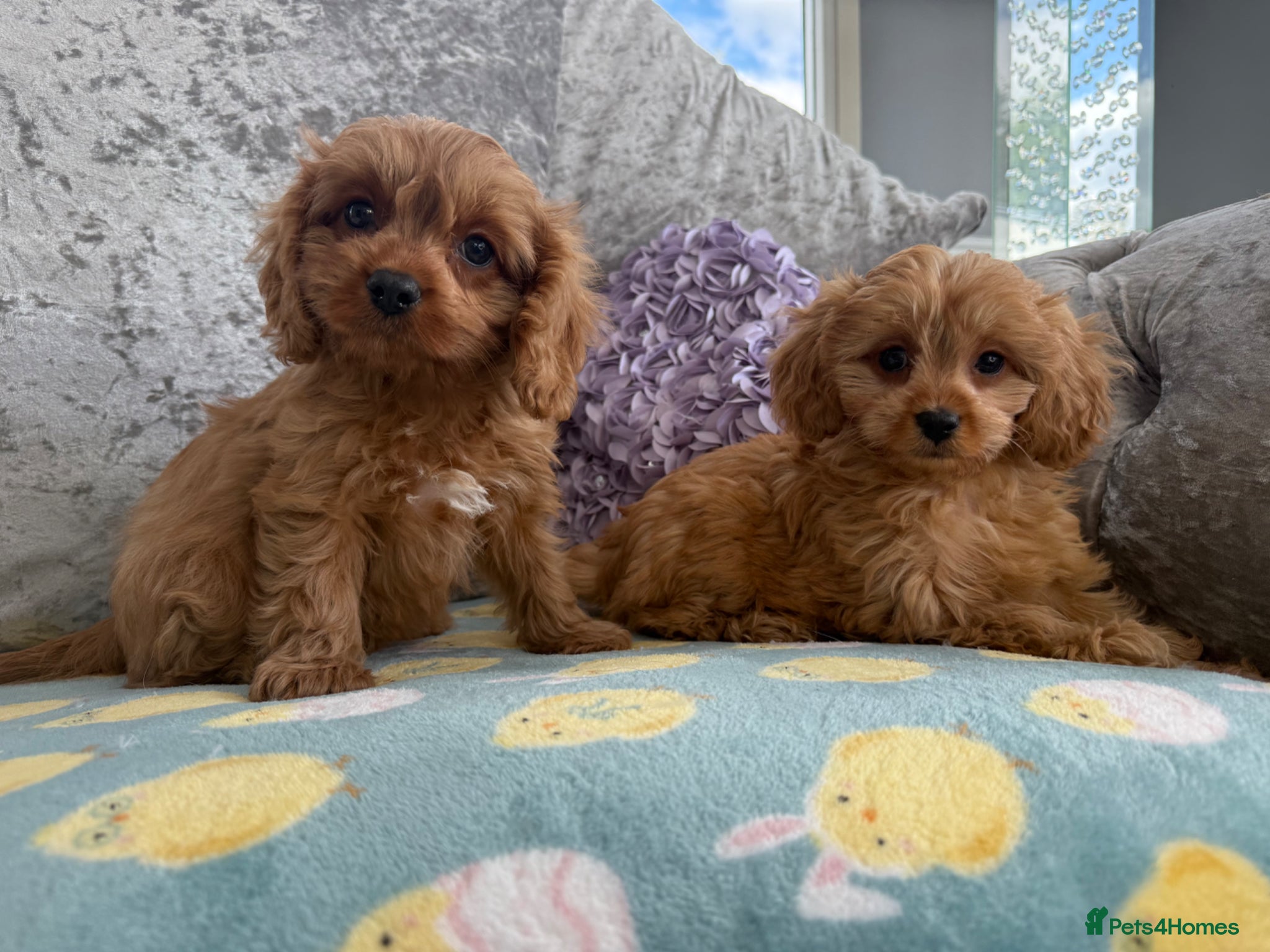 Cavapoo dogs Extensively Stunning cavapoo puppies  - Advert 1