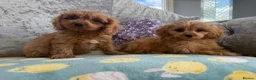 Cavapoo dogs for sale: Extensively Stunning cavapoo puppies  - Advert 1