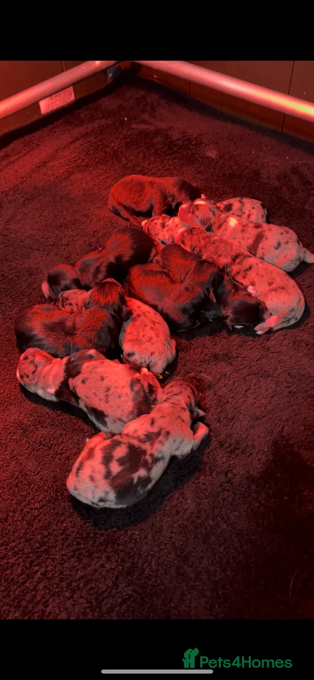 Mixed Breed dogs for sale: Australian Shepherd x Golden Retriever Merle&black - Advert 15