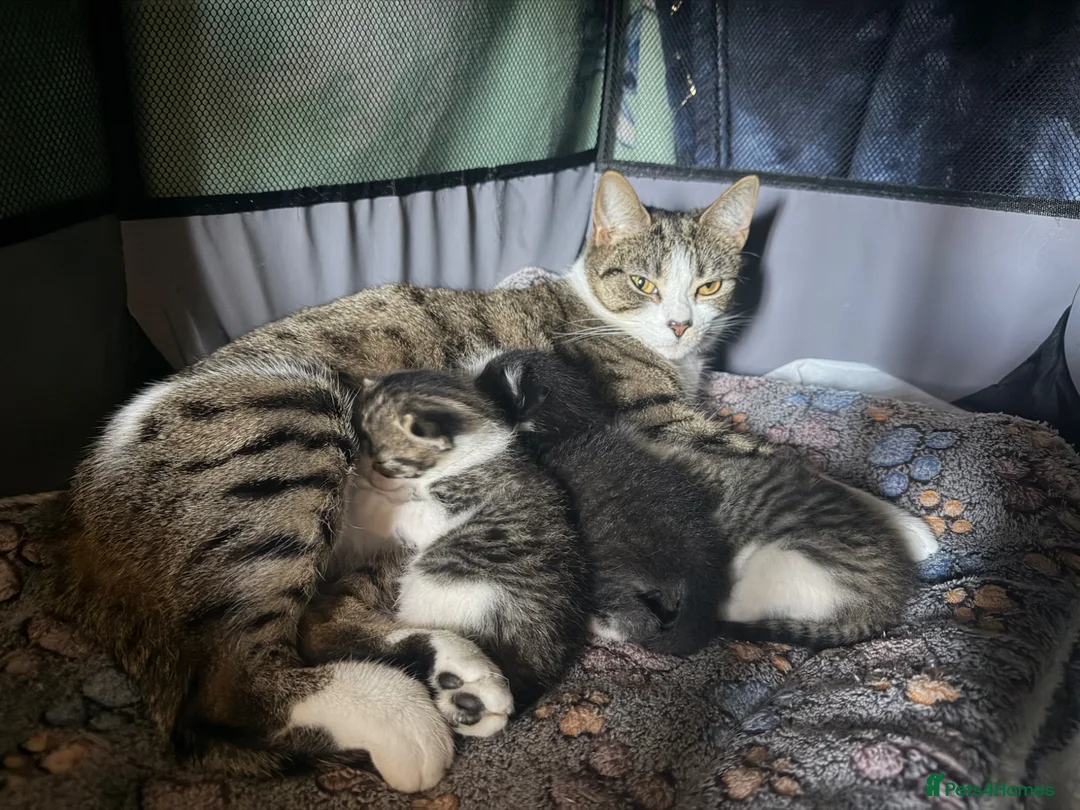 Mixed Breed cats for sale: 3 kittens - Advert 1