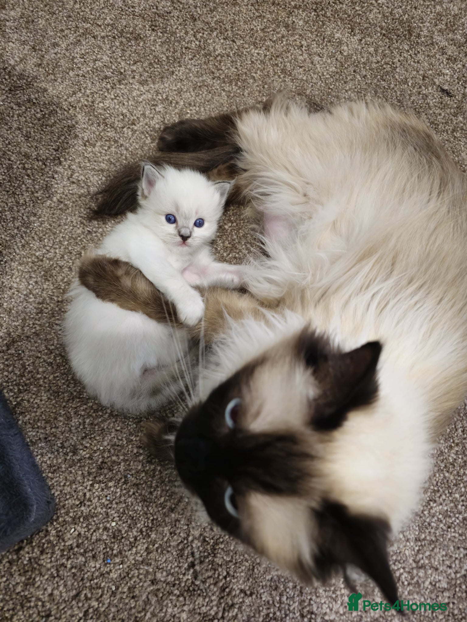 Ragdoll cats Beautiful Ragdoll kittens - Advert 2