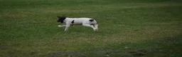 English Springer Spaniel dogs for sale: Working English springer spaniels  - Advert 25