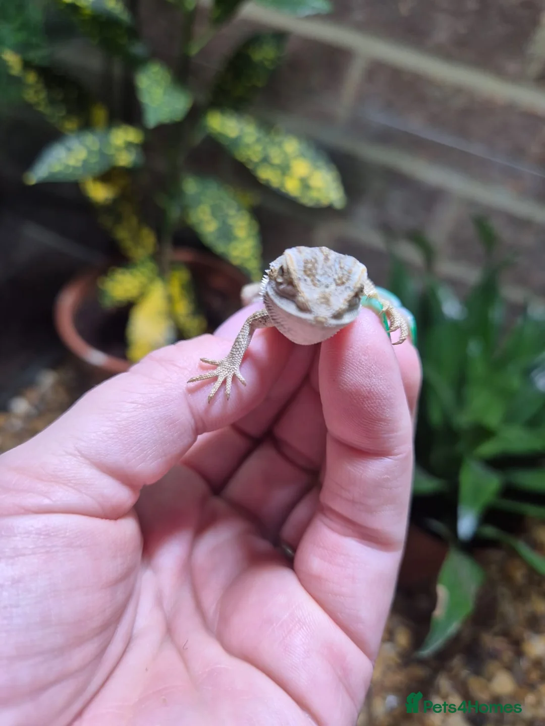 Bearded Dragon reptiles for sale:  Baby bearded dragons - Advert 5