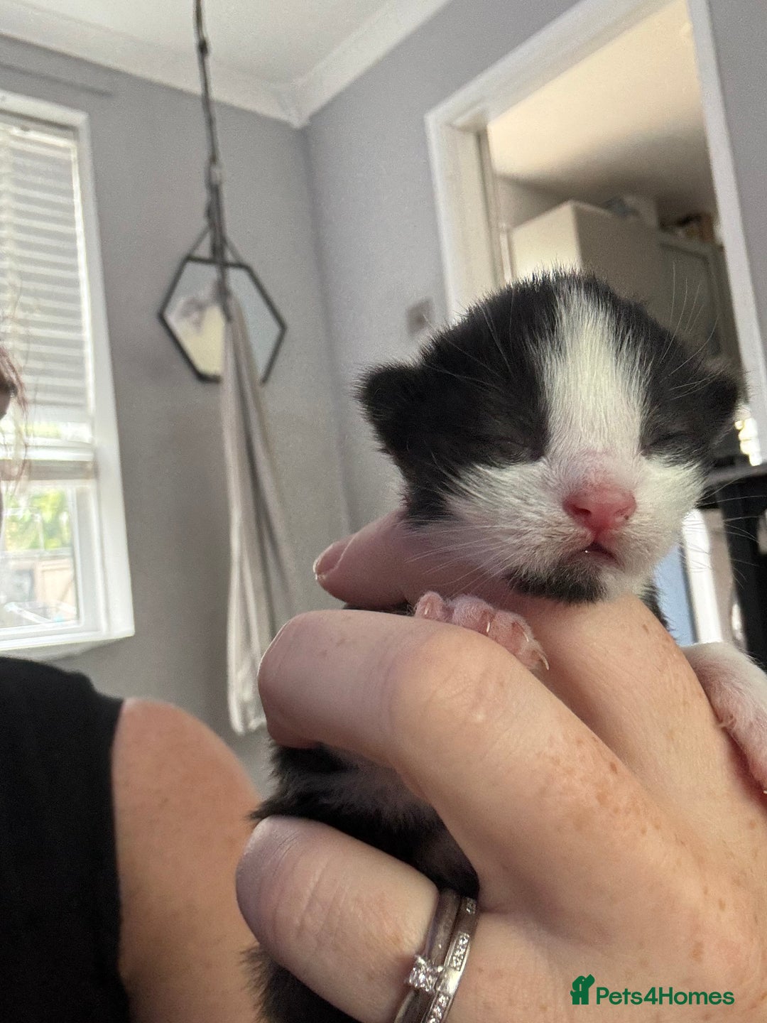 Mixed Breed cats for sale: Black and white kittens  - Image 2