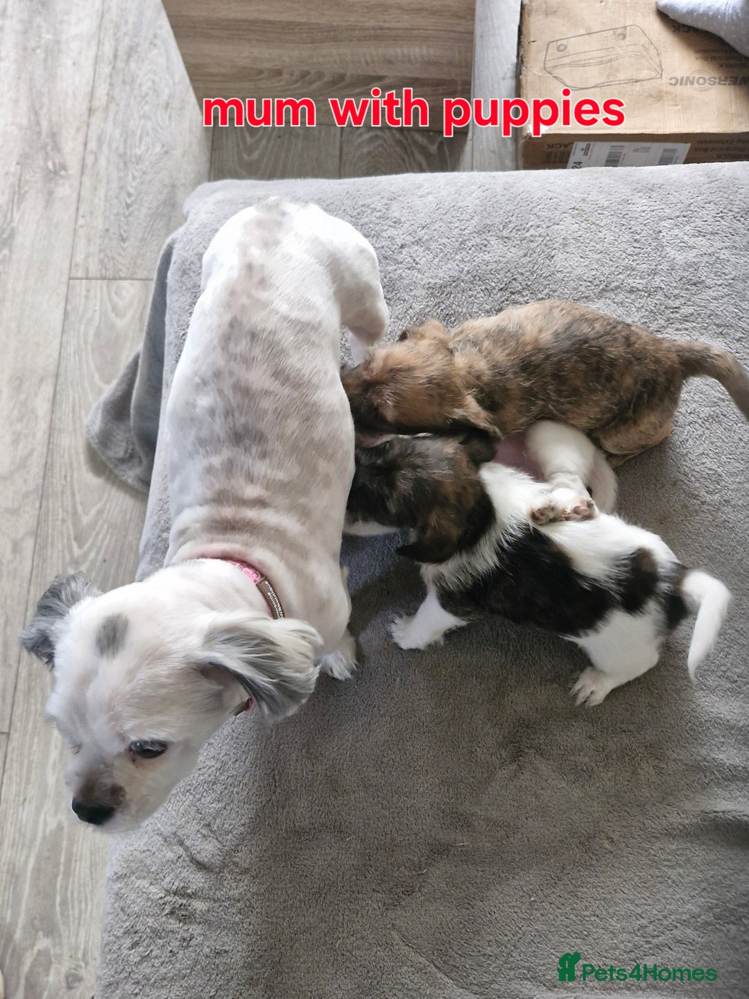 Mixed Breed dogs for sale: 3 beautiful malshi x Jack russell cross puppies  - Advert 9