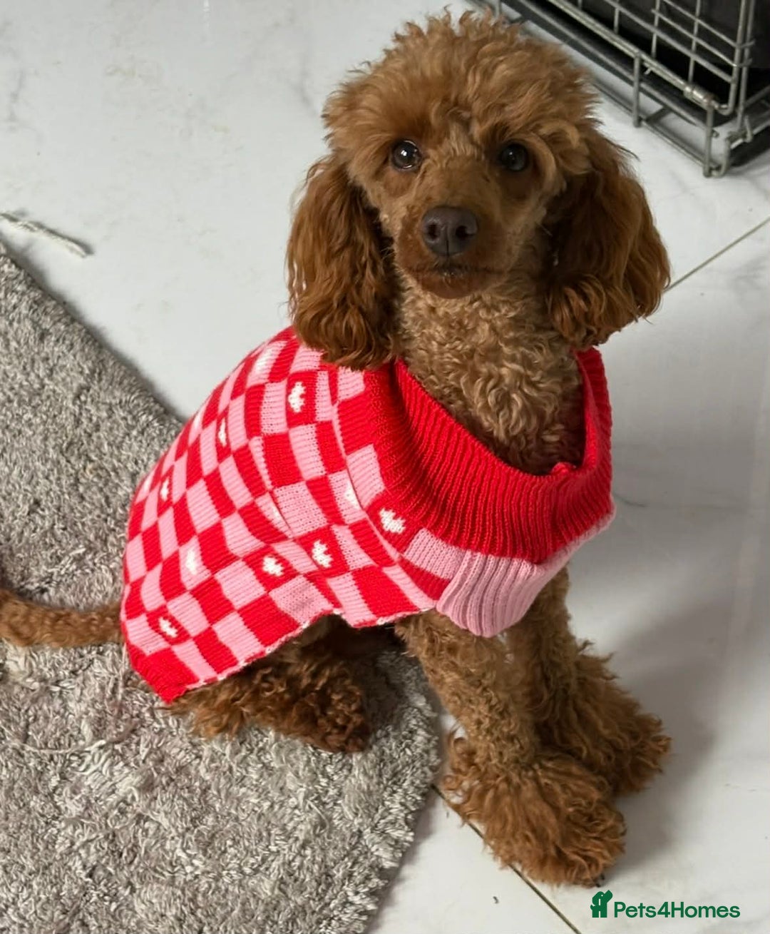 Cavapoo dogs for sale: F1 quality Cavapoos - Advert 13