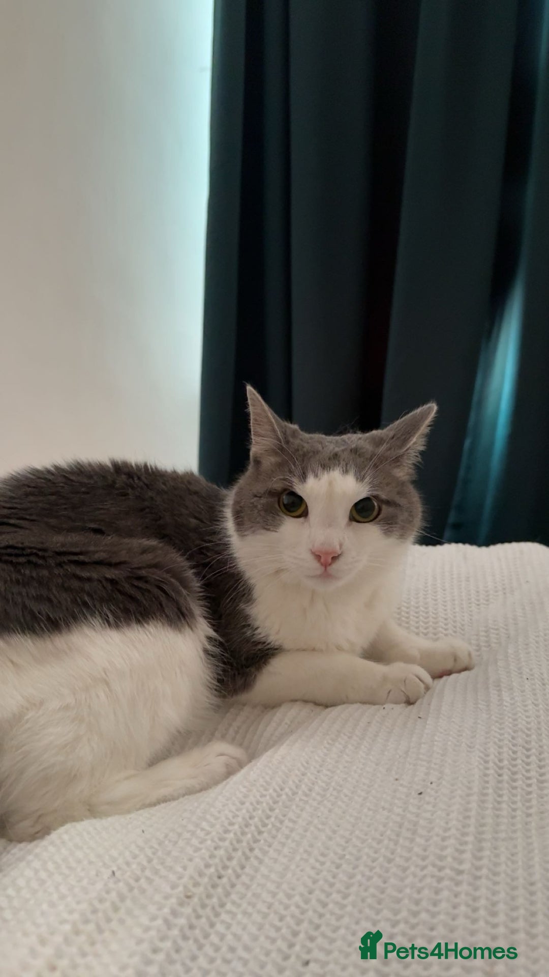 Domestic Shorthair cats for sale: Gorgeous boy for rehoming - Image 8