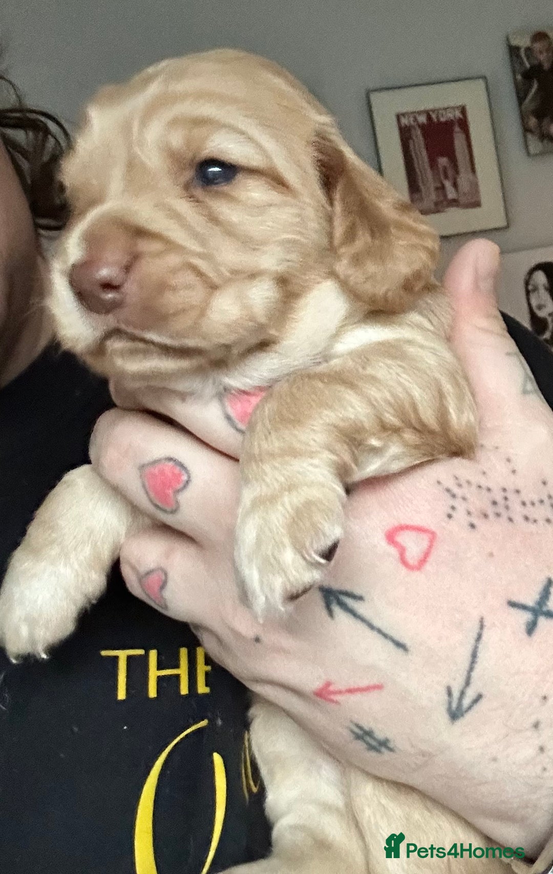 Cocker Spaniel dogs for sale: Cocker spaniel  - Advert 6