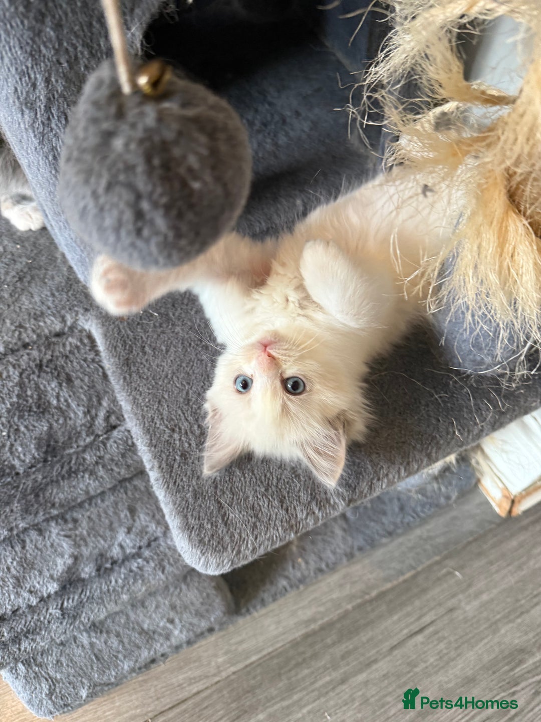 Ragdoll cats for sale: 🎀 Ragdoll kittens 🎀 2 left - Image 9