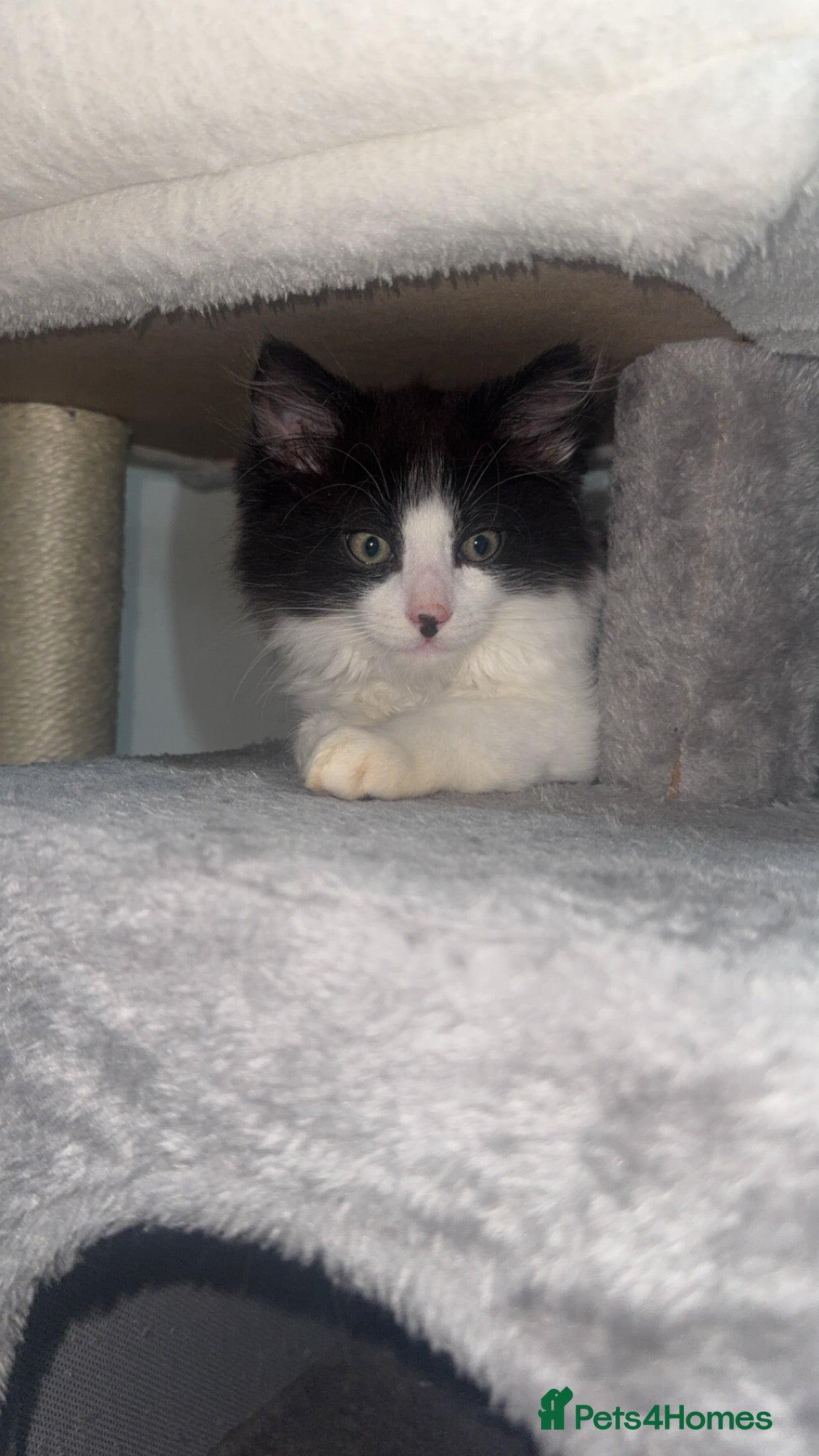 Domestic Shorthair cats for sale: 2 boys and 2 girl kittens - Advert 3