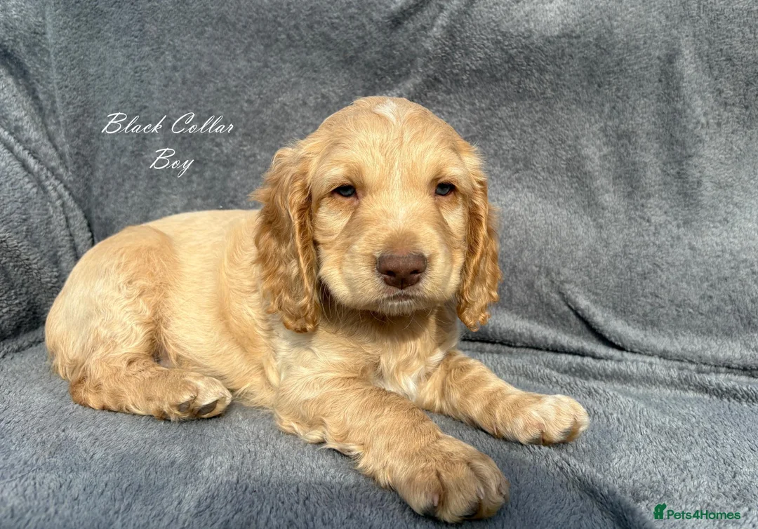 Cocker Spaniel dogs for sale: Gorgeous KC reg Cocker Spaniel pups (working type) - Advert 2