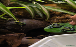Frog reptiles for sale: 3x Blue Foot Dendrobates Leucomelas  - Image 1