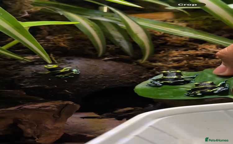 Frog reptiles - Advert 1