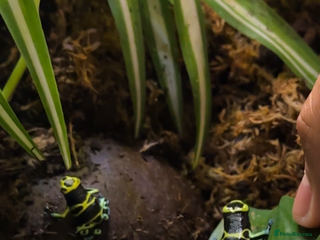 Frog reptiles - Advert 10