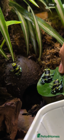 Frog reptiles - Advert 1