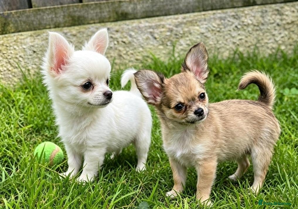 Chihuahua dogs READY NOW - Adorable Chihuahua Puppies - Advert 1