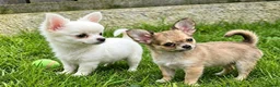 Chihuahua dogs for sale: READY NOW- Rare full white & fawn sable chihuahuas - Advert 1