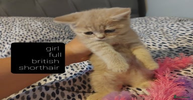British Shorthair cats - Advert 9