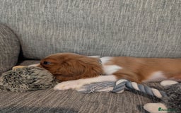 Cavalier King Charles Spaniel dogs for sale: SOLD Fully vaccinated male CKCS puppy  - Image 8