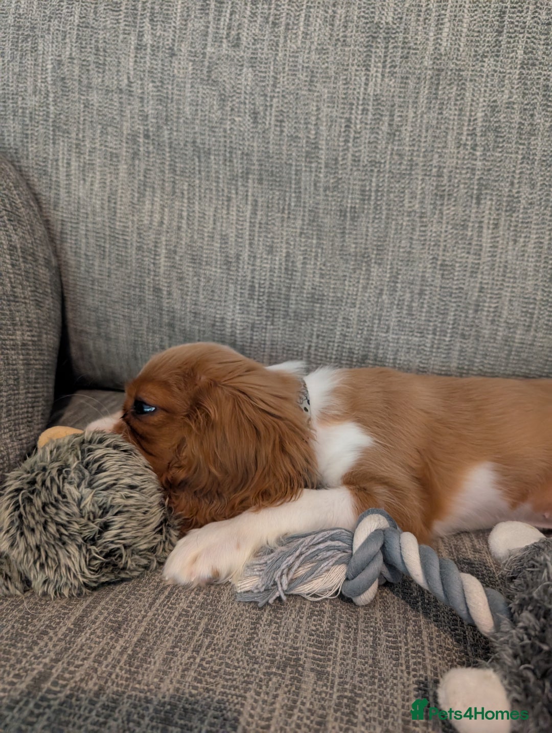 Cavalier King Charles Spaniel dogs for sale: SOLD Fully vaccinated male CKCS puppy  - Image 8