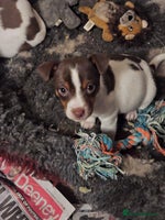 Jack Russell dogs - Advert 9