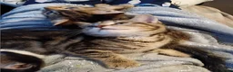 Mixed Breed cats for sale: Tabby babies - Advert 8