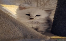 Maine Coon cats for sale: RARE Maine Coon Kittens Black Shaded  - Image 12