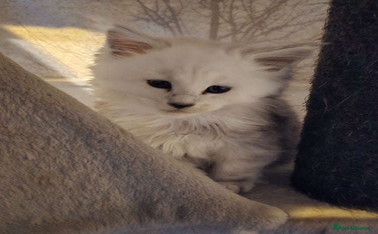 Maine Coon cats - Advert 4
