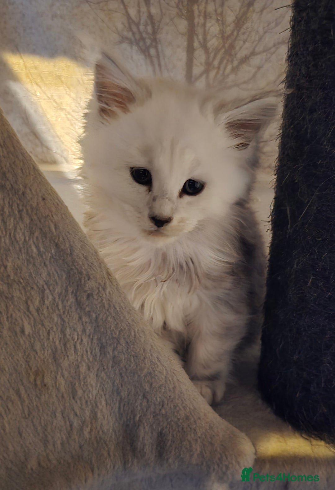 Maine Coon cats for sale: RARE Maine Coon Kittens Black Shaded  - Image 12