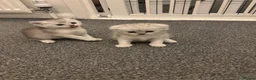 Scottish Fold cats for sale: Scottish fold kittens  in Swindon - Advert 11