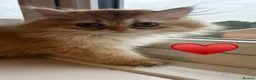 British Longhair cats for sale: Chocolate-Golden British BLH and BSH kittens  - Advert 13