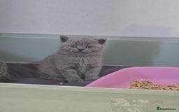 British Shorthair cats for sale: British short hair kittens  - Image 3