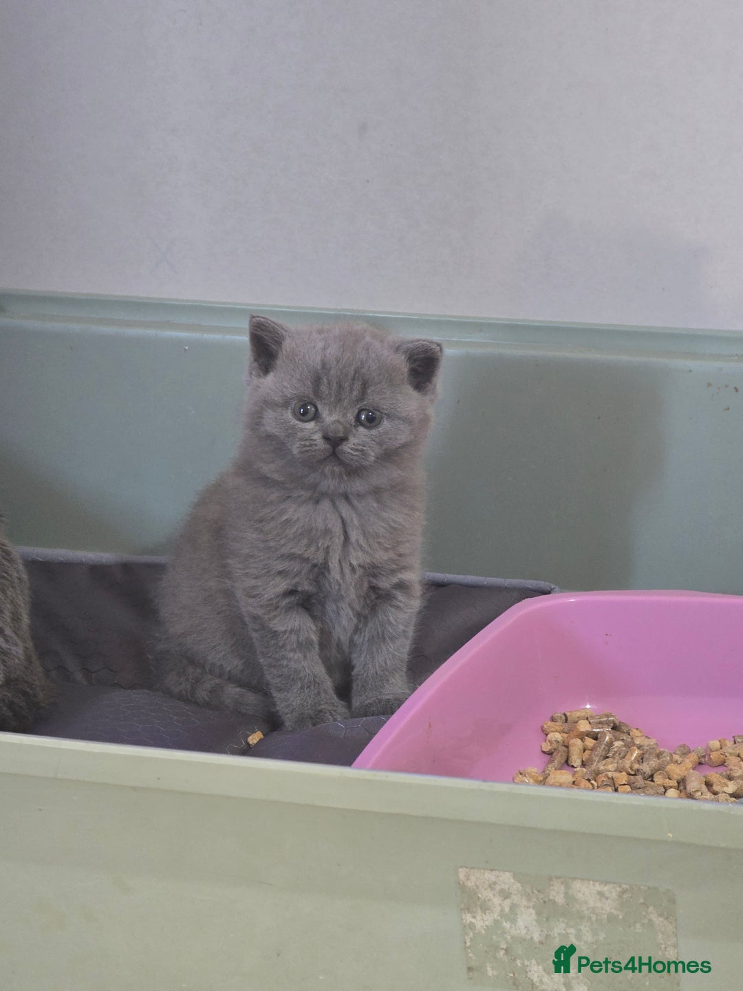 British Shorthair cats for sale: British short hair kittens  - Image 3