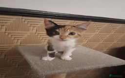 British Shorthair cats for sale: 2 beautiful calico girls - Image 3