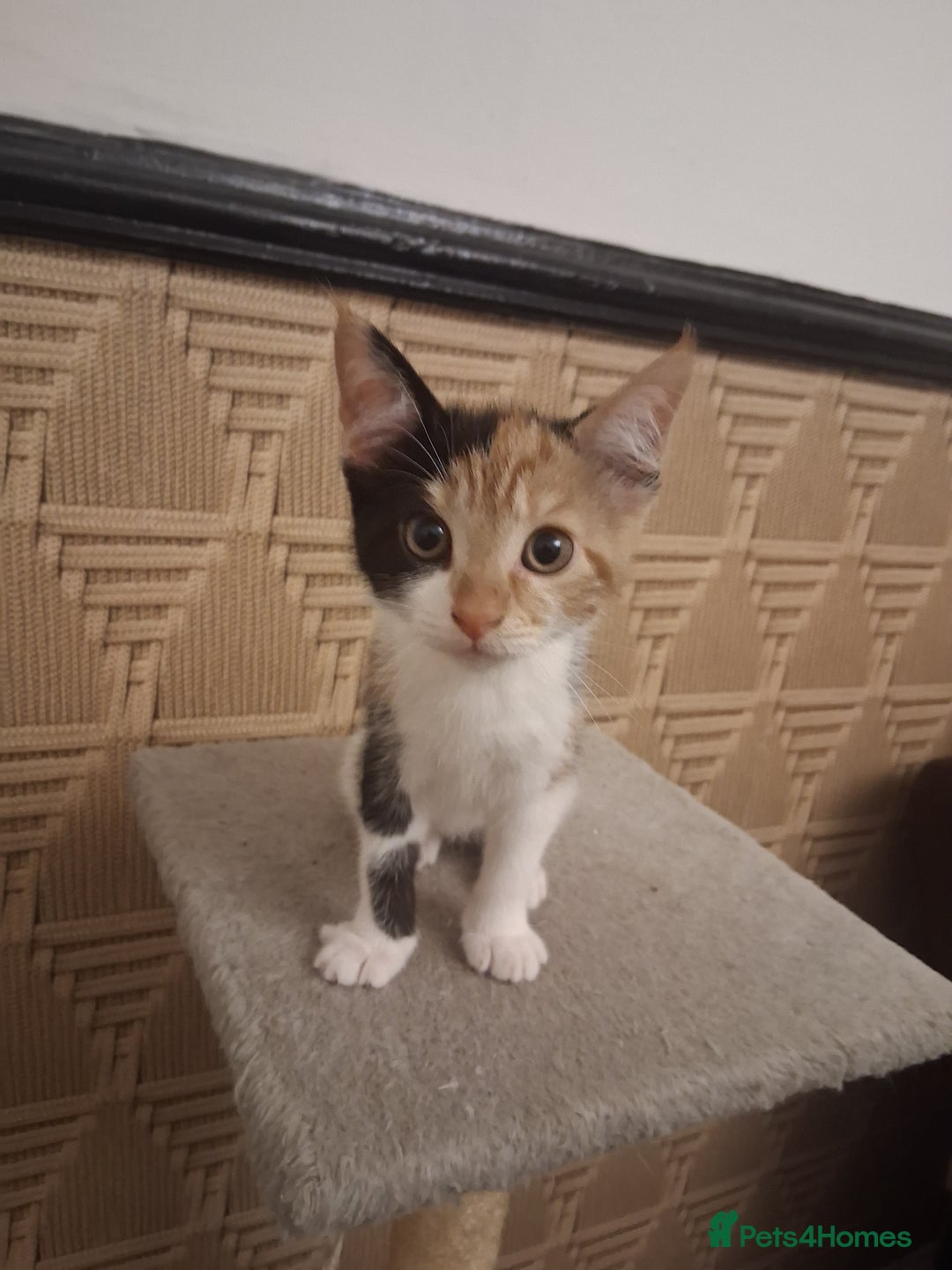 British Shorthair cats for sale: 2 beautiful calico girls - Image 3