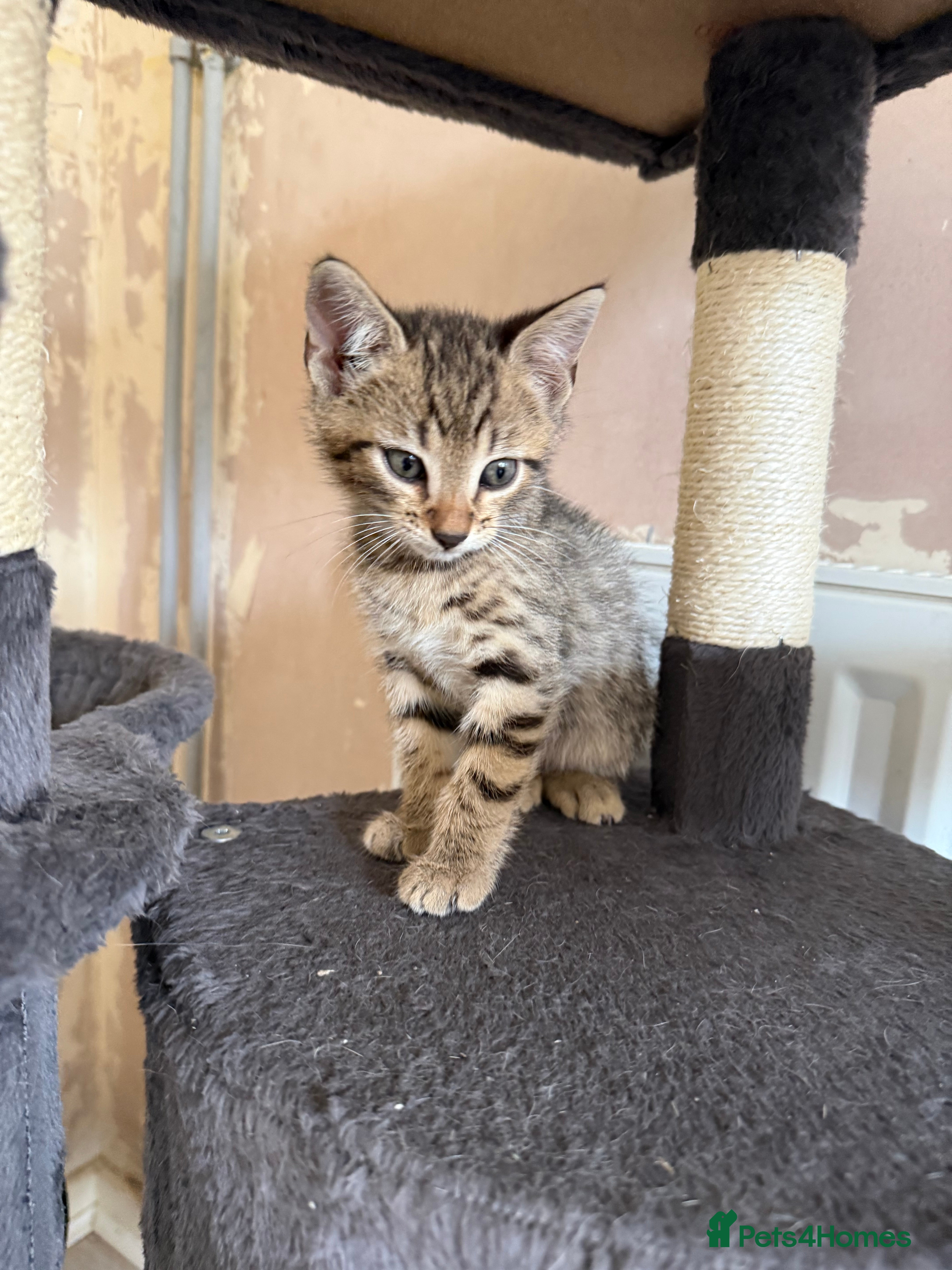 Bengal cats for sale: 1 female kitten available  - Advert 10