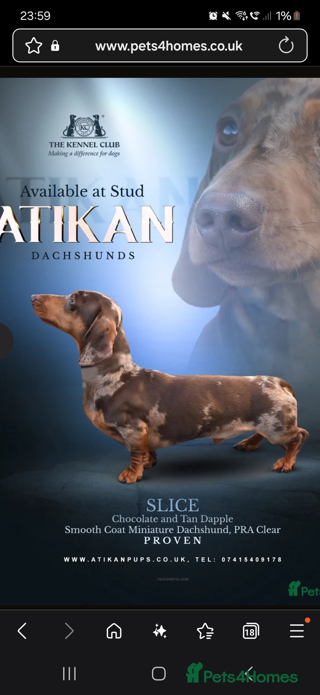 Miniature Dachshund dogs for sale: Kc miniature-dachshund pups - Image 7
