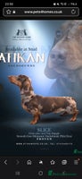 Miniature Dachshund dogs Kc miniature-dachshund pups - Advert 3