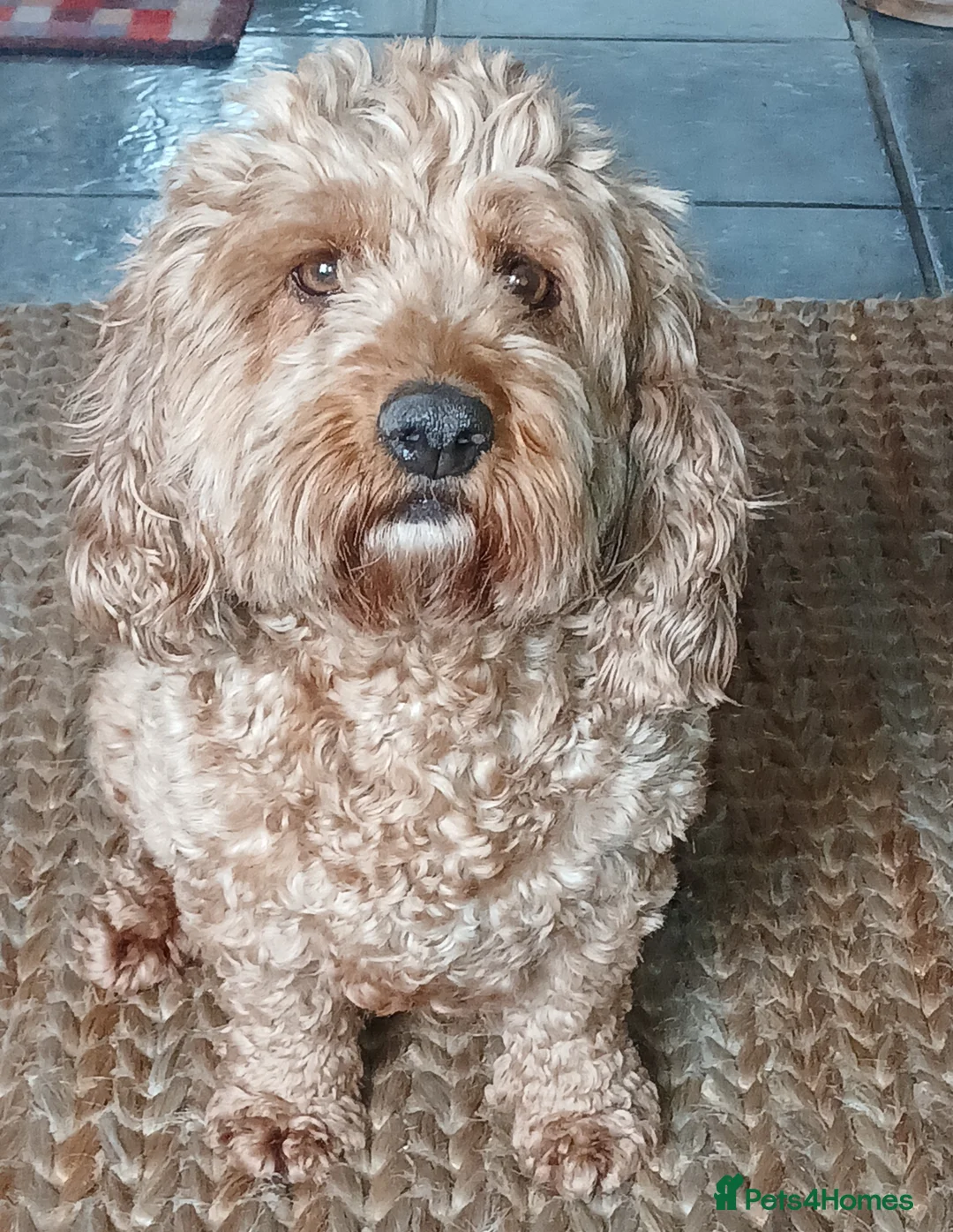 Cockapoo dogs for sale: F2 Cockapoos  - Advert 1
