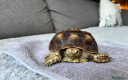 Tortoise reptiles for sale: Sulcata Tortoise  - Image 3