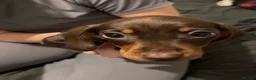 Miniature Dachshund dogs for sale: Miniature Dachshund  - Advert 3