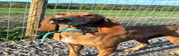Segugio Italiano dogs for sale: Bruno - Segugio Italiano  in Fareham - Advert 4