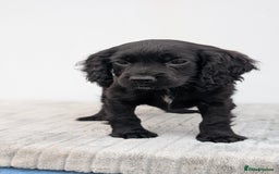 Cocker Spaniel dogs for sale: Cracking Cocker Pups - Image 5