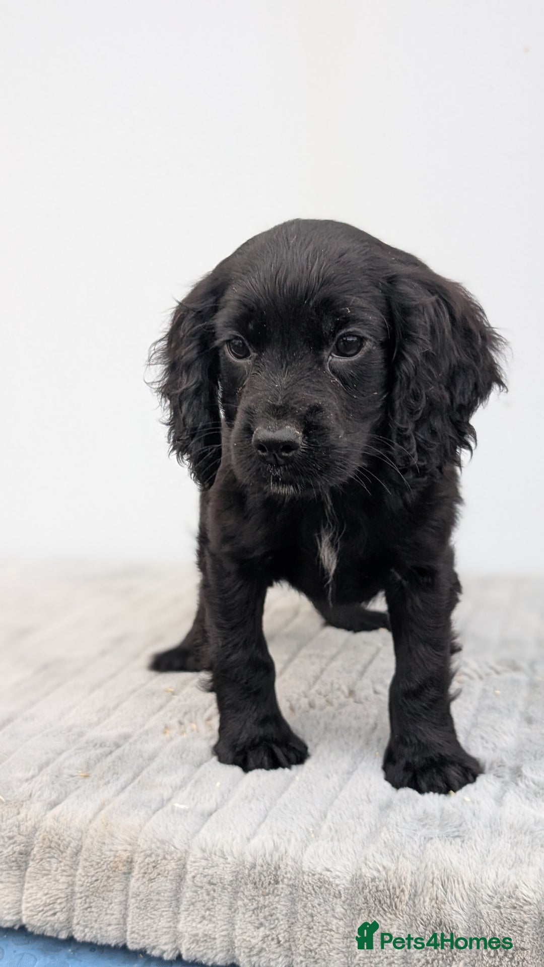 Cocker Spaniel dogs for sale: Cracking Cocker Pups - Image 5