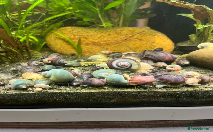 Snails fish - Advert 1