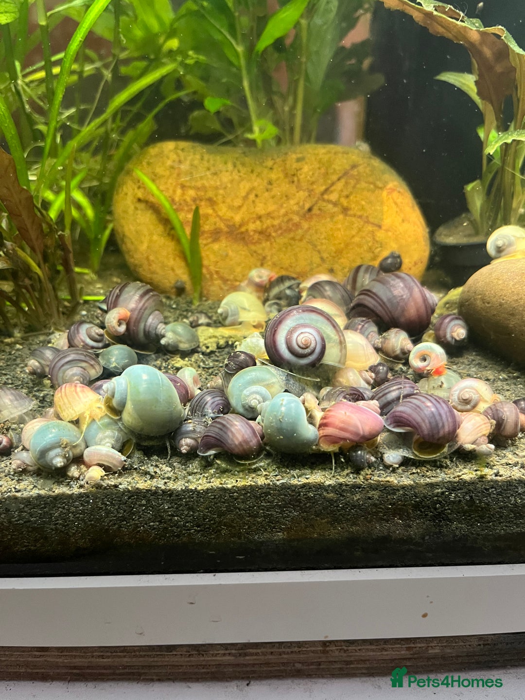 Snails fish for sale: Mystery snails - Image 1